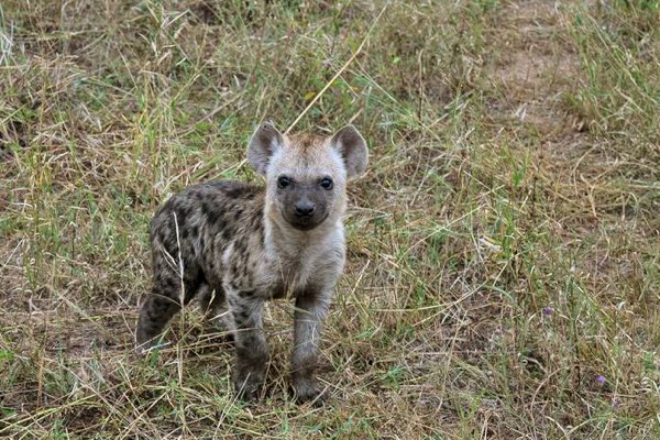 Baby Hyena in Africa.