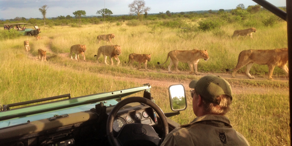 Lions on Safari in South Africa