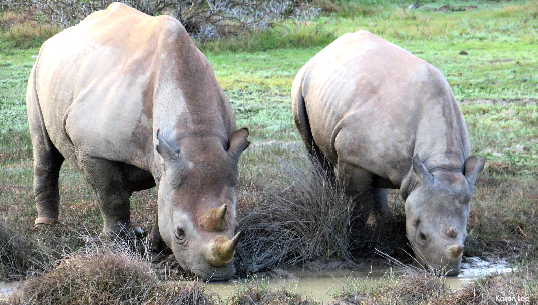 black-rhino