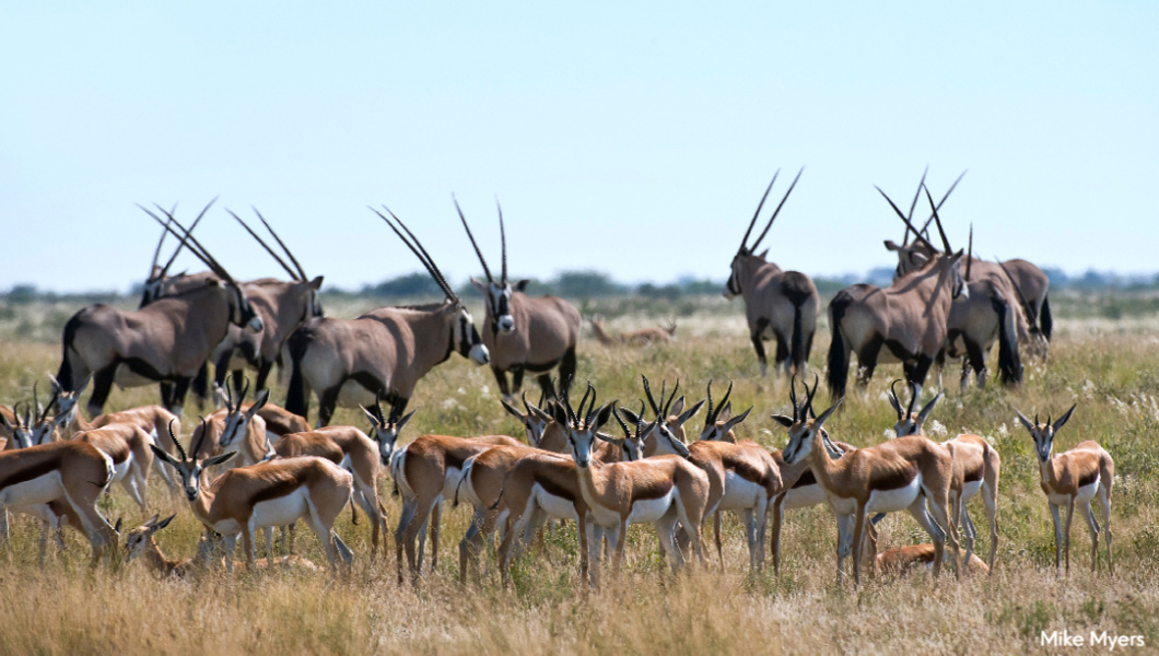 Springbok and Gemsbok by Mike Myers