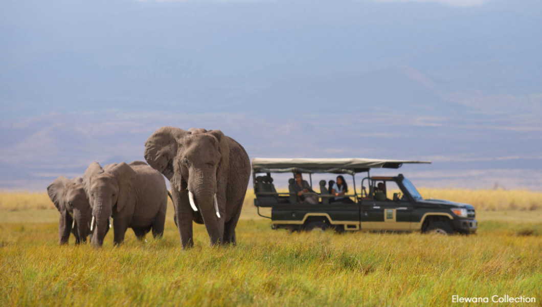 Elephants in Kenya