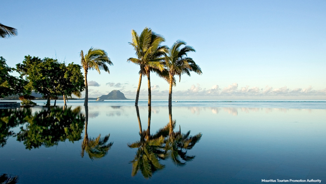 Palm Trees in Mauritius