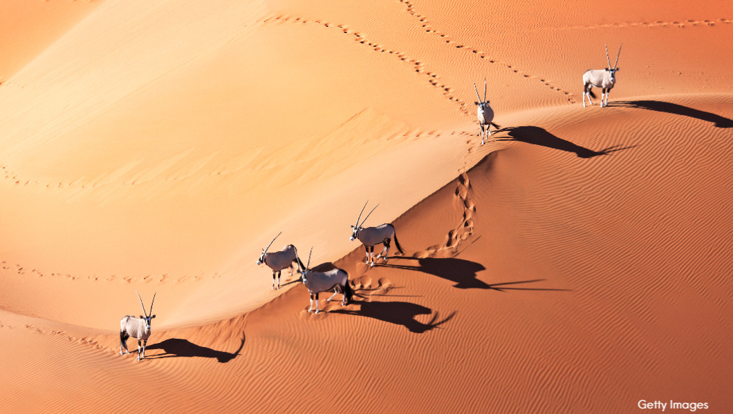 Oryx in Namibia