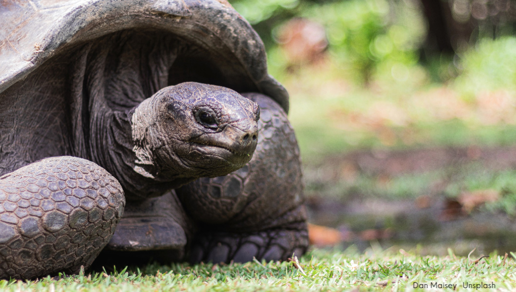 Giant tortoise in the Seychelles