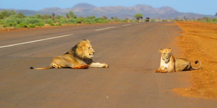 Lions at Madikwe Airstrip