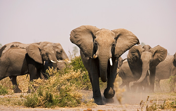 Elephants at Zarafa Camp