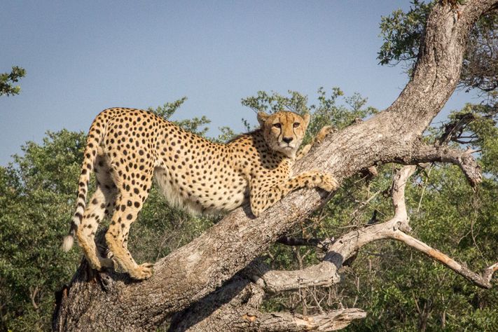 Cheetah on a Tree