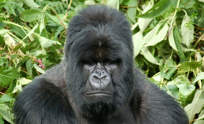Serious Gorilla look - photo by Stacey Kartagener