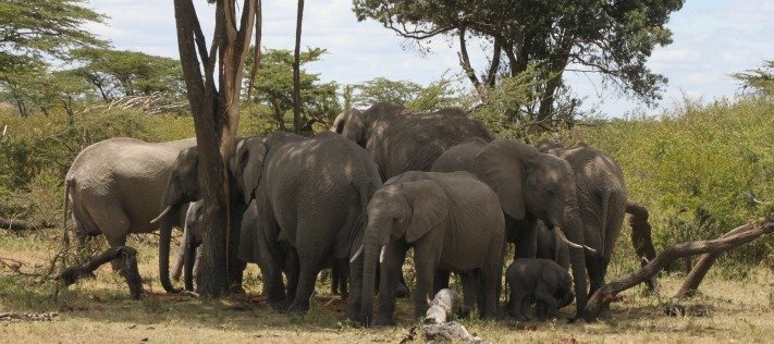 Africa Safari Kenya 
