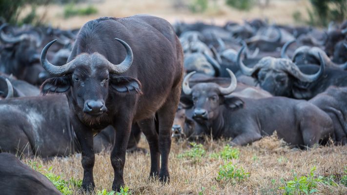 Who Knew? 7 Brilliant African Buffalo Facts