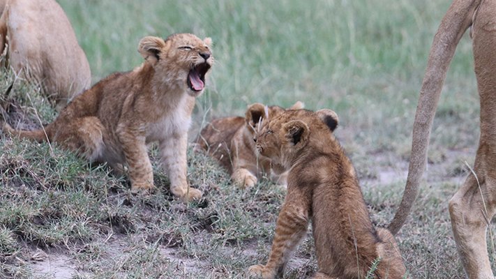 Lion Cubs in East Africa