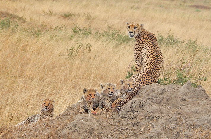 Andrew X- Cheetah Family