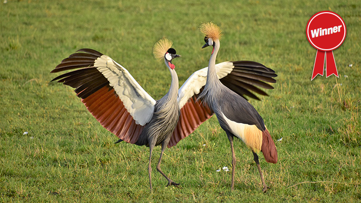 Grey Crowned Cranes by Beatrice Hair