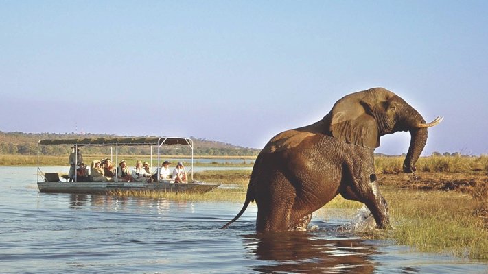 Elephant in the Okavango Delta