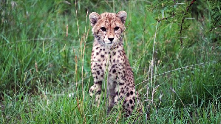 Cheetah Cub