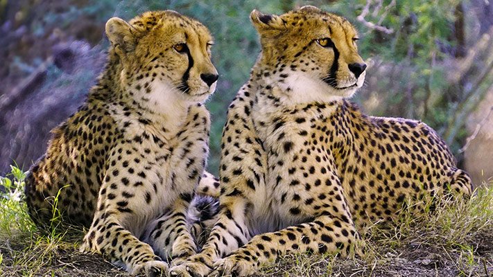 Cheetahs