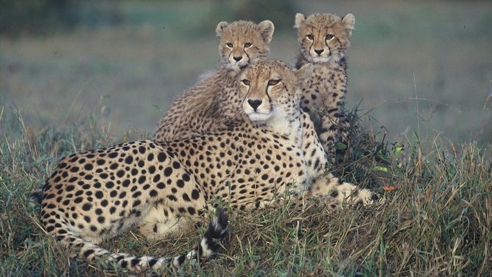 Cheetahs at Dulini.
