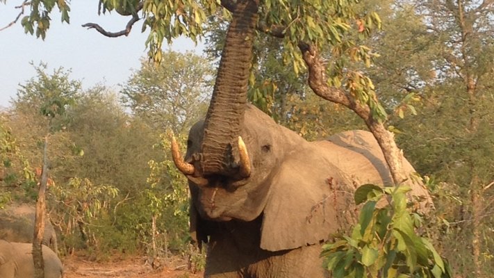 Elephant on safari in South Africa