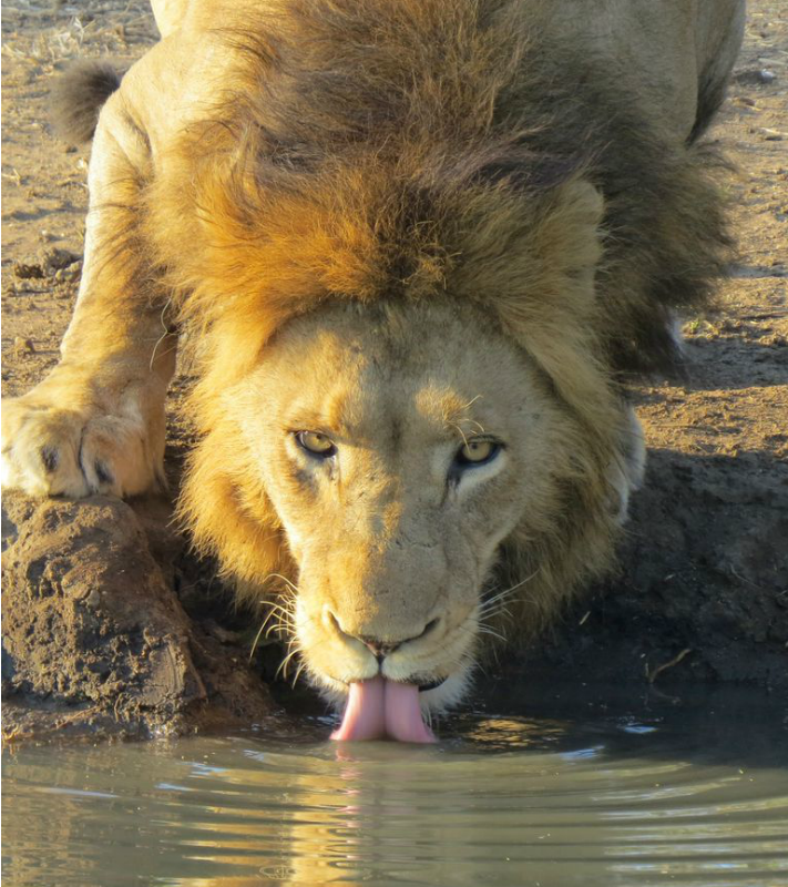 Drinking Lion at Jackalberry Lodge, South Africa