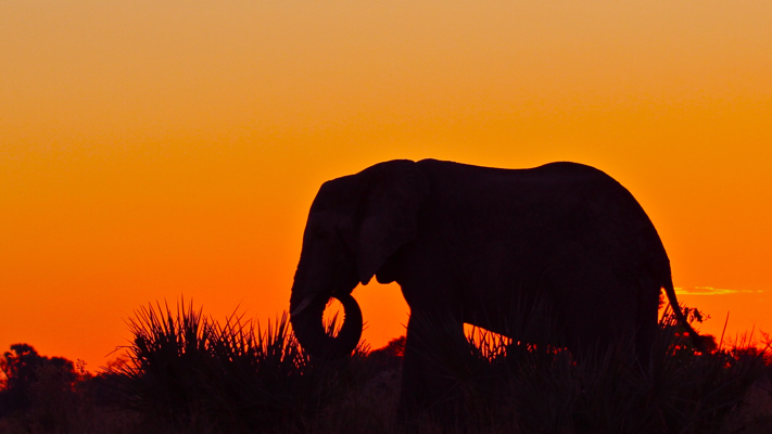 Elephant at Sunset in Africa