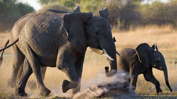 Elephants in Botswana