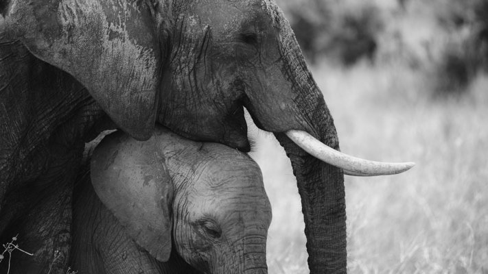 Elephant mom and calf.