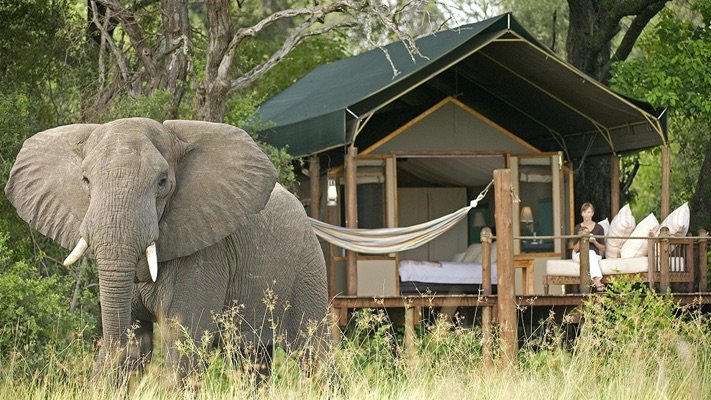 Elephant at Sanctuary Stanley's Camp