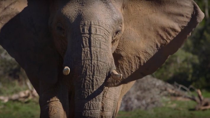 An elephant at Shamwari Game Reserve