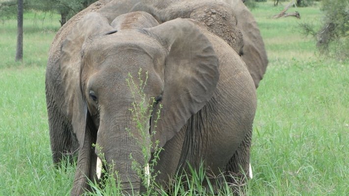 Elephant in Tanzania