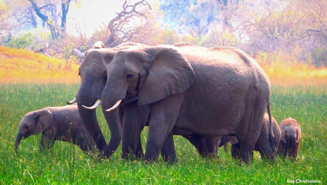 Elephants by Lion World Travel guest Kay Christianson