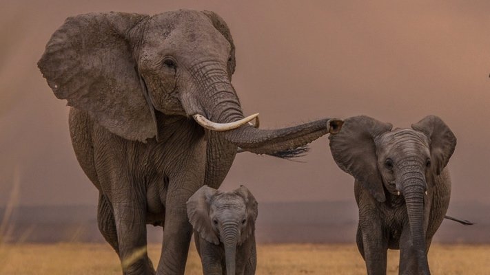 Elephants on safari