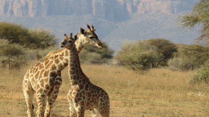 Giraffes at Marataba