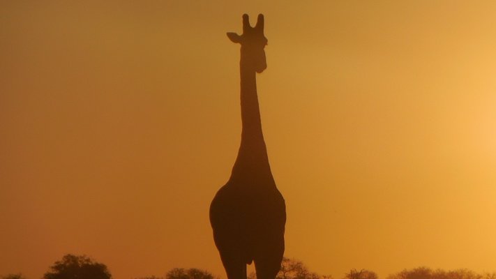 Giraffe at Kapama