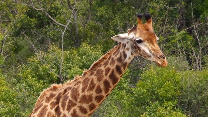 Giraffes in Botswana