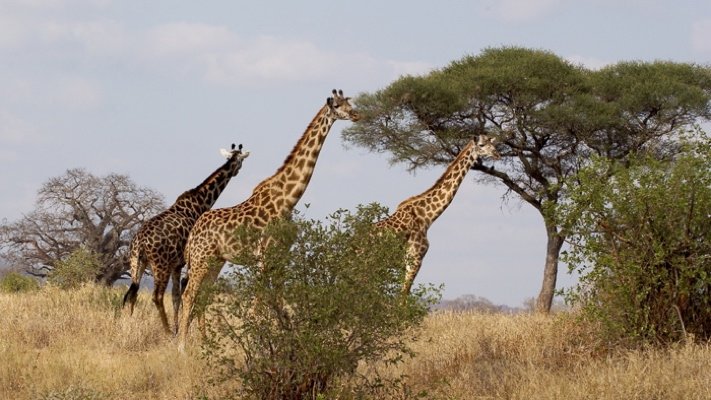 Giraffes in Kenya