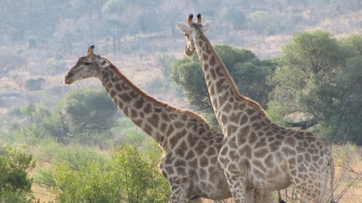 Giraffes at Pilanesberg