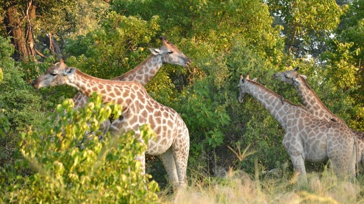 Giraffes in South Africa