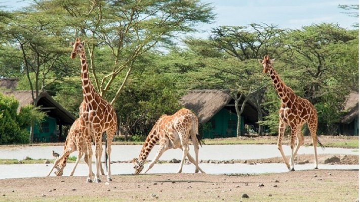 Giraffes at Sweetwaters
