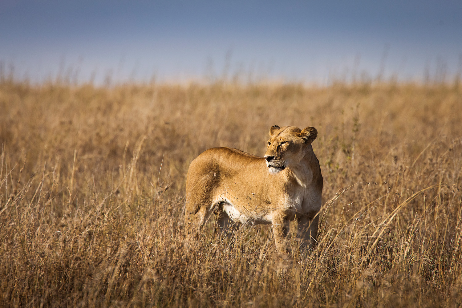 Lion in Tanzania
