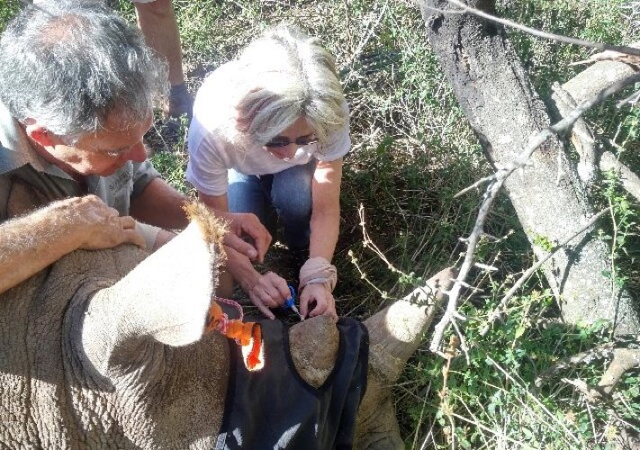 Lucille Sive Implants a Microchip in a Rhino at Shamwari