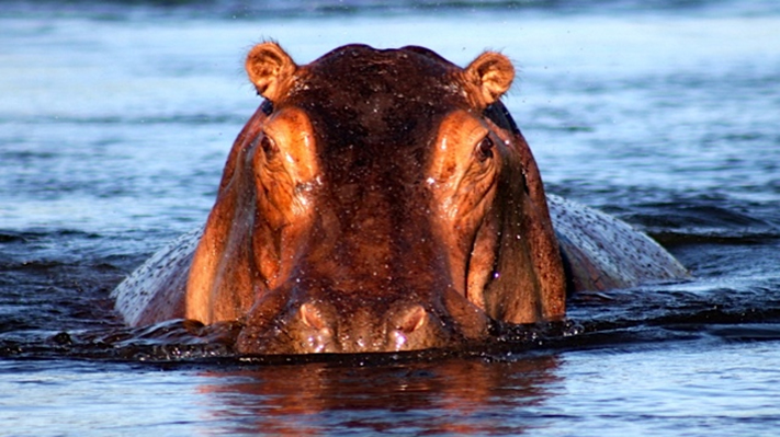 Hippos