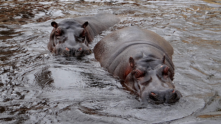 Who Knew? 7 Happy Hippo Facts