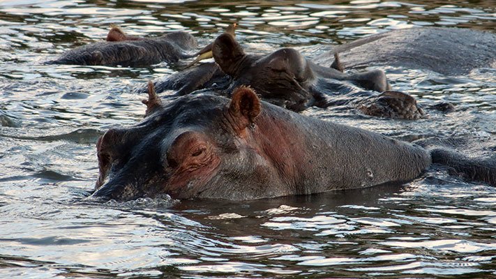 Hippos