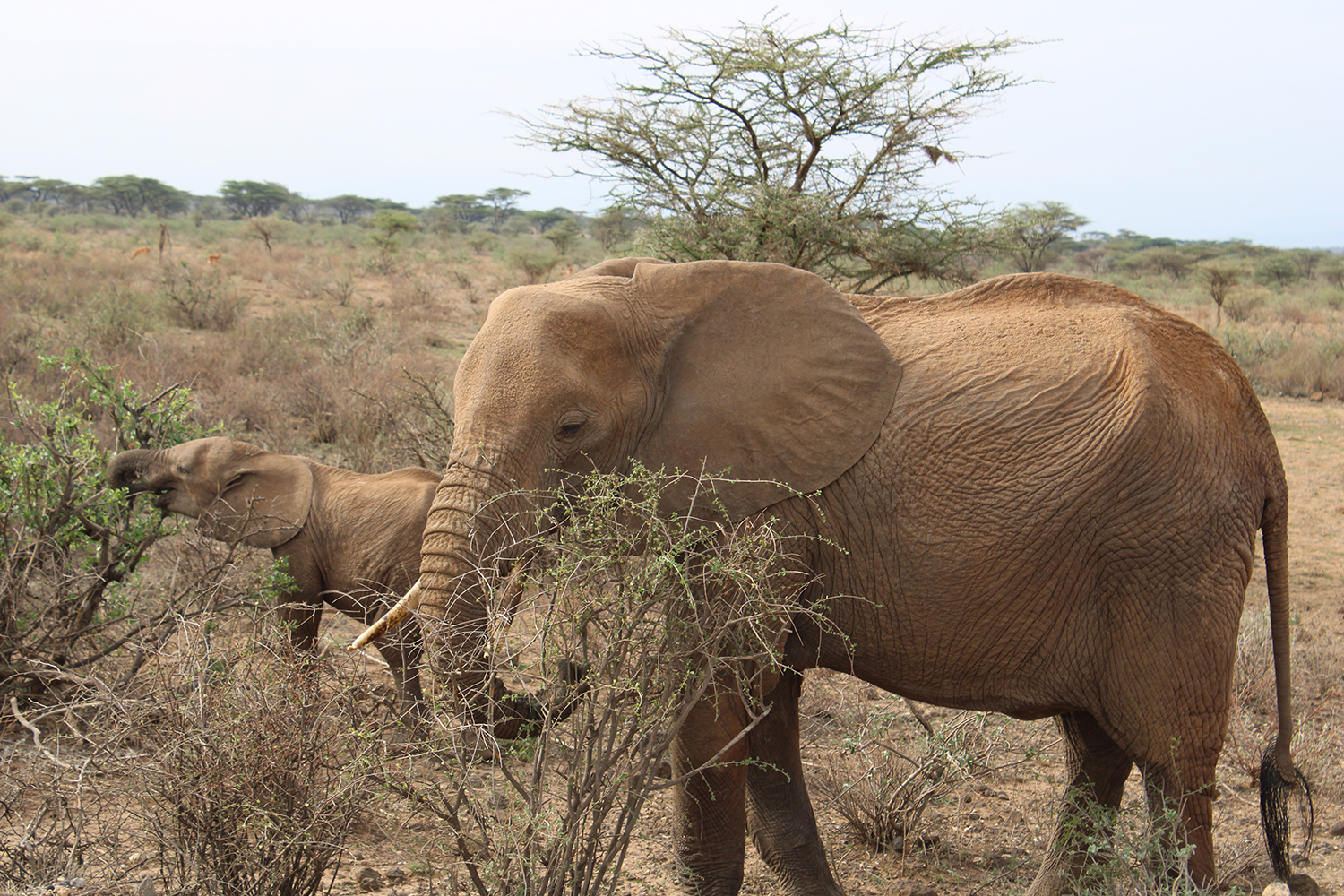 Elephants