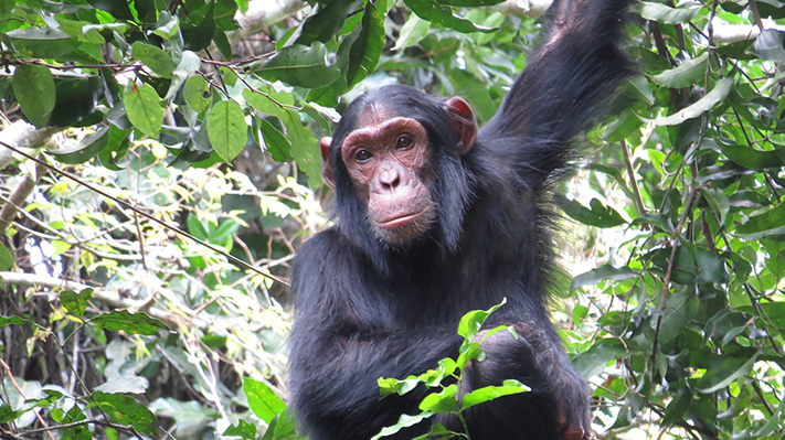 Chimpanzee - Photo Credit: Tad Bradley