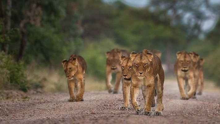 Kapama Lions