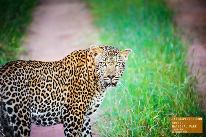 Leopard in Kruger National Park, South Africa