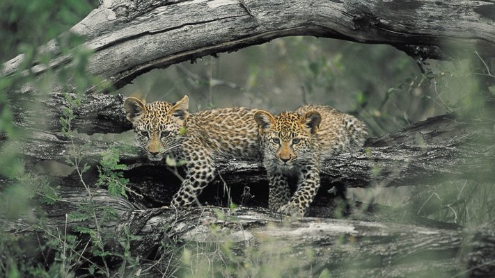Leopard cubs in South Africa