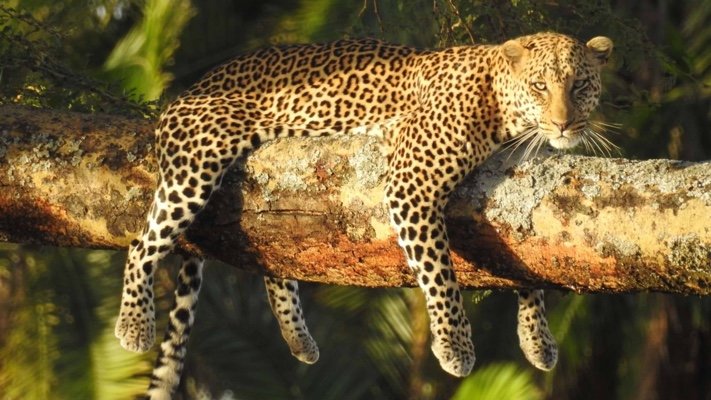 Leopard on safari