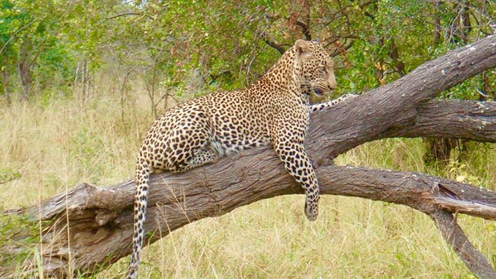 Leopard at Kapama